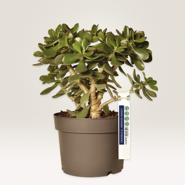 Anhänger Avery Zweckform T3008-10 250x25mm weiß Folie 60 Stück